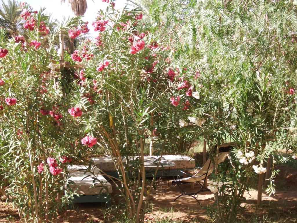 Dar Paru Bed & Breakfast M'Hamid Bagian luar foto