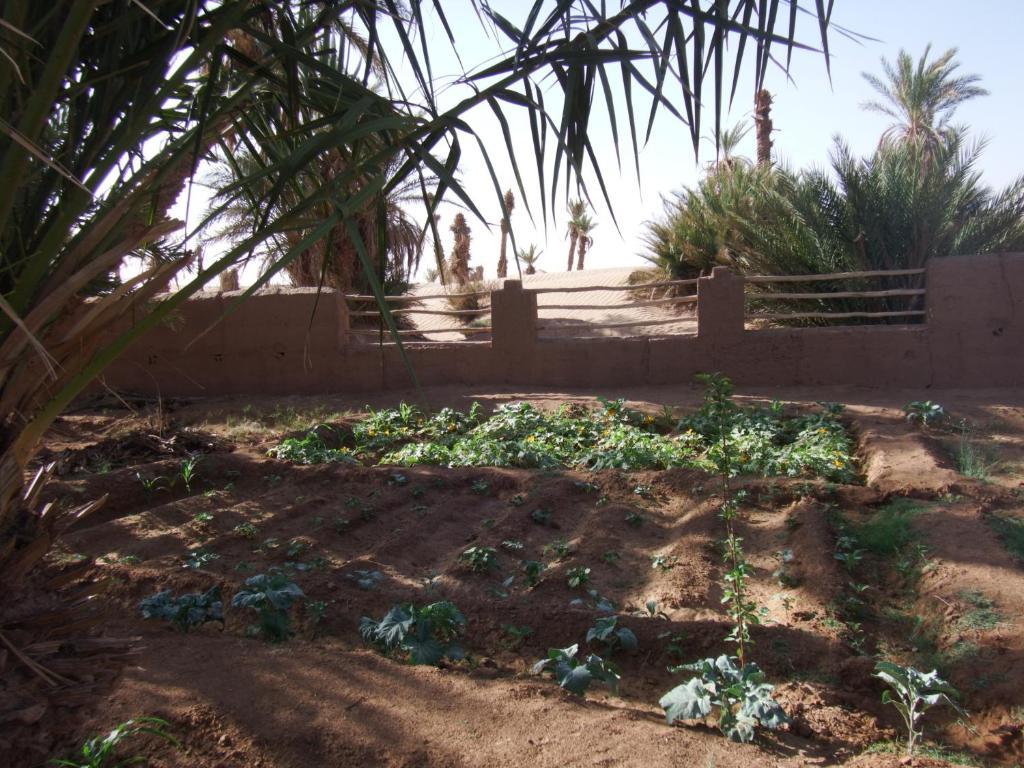 Dar Paru Bed & Breakfast M'Hamid Bagian luar foto